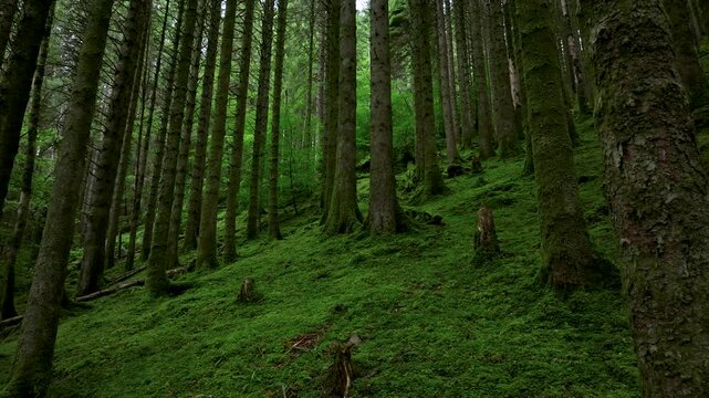 A forest with moss growing on the trees and floor