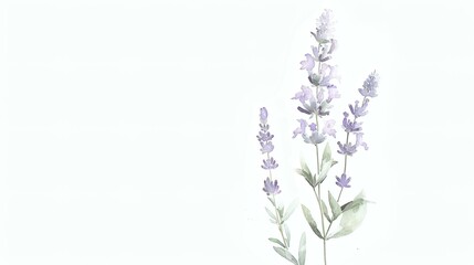 Delicate Watercolor Lavender Sprigs on White Background for Stationery Design and Artistic Compositions