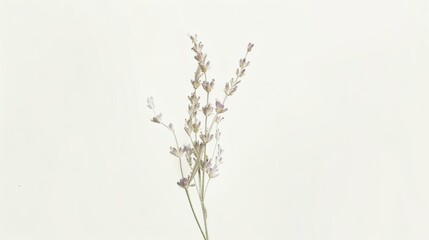 Delicate Lavender Sprigs on White Background, Dried Floral Arrangement, Rustic Aesthetic, Elegant Still Life, Calming Botanical