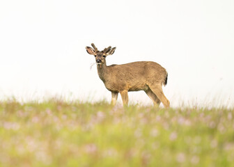 Black-tailed deer, or blacktail deer, inhabit coastal regions of western North America. Columbian black-tailed deer (Odocoileus hemionus columbianus).