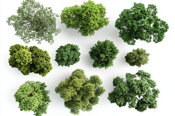Aerial view of various green trees arranged on a white background showcasing different tree species