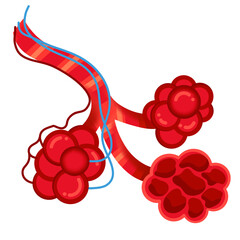 Anatomical human alveoli icon isolated on white background. A detailed vector illustration of alveolus in simple cartoon style. Human respiration system. Suitable element for anatomy, science. 