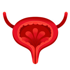 Anatomical human bladder icon isolated on white background. A detailed vector illustration of bladder in simple cartoon style. Human urinary system. Suitable element for anatomy, and science. 