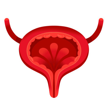 Anatomical human bladder icon isolated on white background. A detailed vector illustration of bladder in simple cartoon style. Human urinary system. Suitable element for anatomy, and science. 