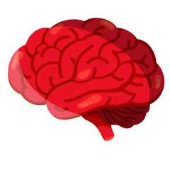 Anatomical human brain icon isolated on white background. A detailed vector illustration of brain in simple cartoon style. Human nerve system. Suitable element for anatomy, science. 