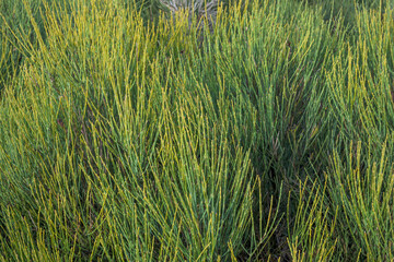 Green piorno without flower in mountain area in Extremadura