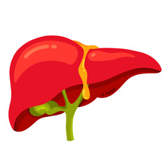Anatomical human liver icon isolated on white background. A detailed vector illustration of iiver in simple cartoon style. Human digestive system. Suitable element for anatomy, and science.