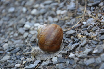 Schnecke
