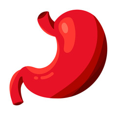 Anatomical human stomach icon isolated on white background. A detailed vector illustration of stomach in simple cartoon style. Human digestive system. Suitable element for anatomy, and science.