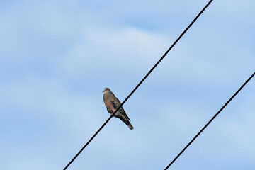 電線に止まる秋のキジバト