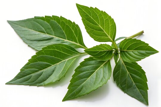 orthosiphon aristatus leaves isolated on white background