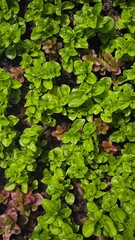 Green leaves for background