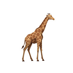 Naklejka premium A beautiful giraffe standing tall on a white background