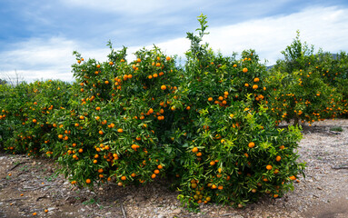 Green tangerines trees with ripe orange fruits on citrus plantation..