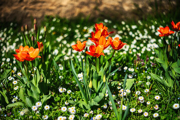 Red tulips and heather aster