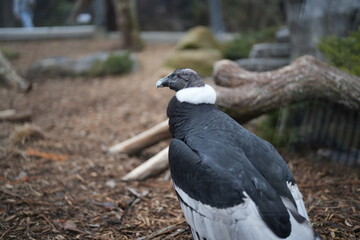 bird in pittsburgh national aviary