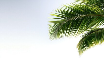 Naklejka premium Tropical Paradise: Lush Palm Fronds Against a Serene Sky