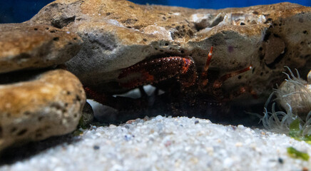 crab crawls out from under a rock, underwater filming