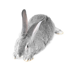 Fluffy grey rabbit on white background. Cute pet