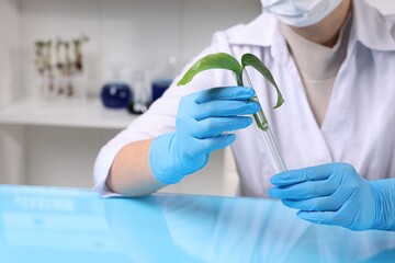 Fototapeta premium Biochemistry. Scientist working with plant at blue table in laboratory, closeup