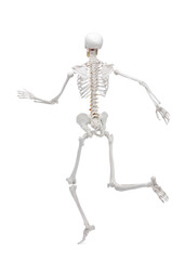 Artificial human skeleton model isolated on white