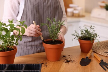 Woman planting herbs at table in kitchen, closeup