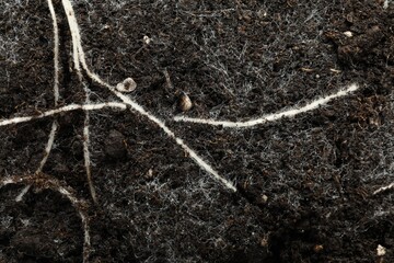 Soil with roots and white mold, top view © New Africa
