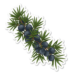 Juniper branch sticker with berries and needles on white background – hand drawn botanical element