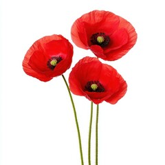 Obraz premium Bright and cheerful, these poppy flowers bring a splash of color to any arrangement with their bold petals.