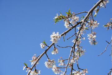 青空の映える桜