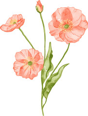 Watercolor Delicate Poppies, isolated vector illustration  on transparent background suited for invitation or greeting card, wedding, and other project.