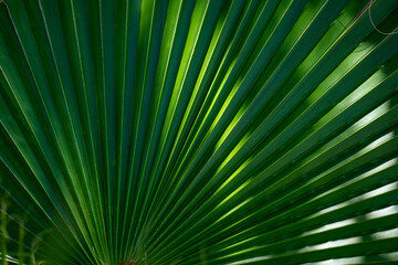Obraz premium Texture of tropical palm leaves. Pattern of palm leaves. Palm background. Green leaves wallpaper. Exotic jungle foliage. Green leaves tropical greenery. Green pattern. Green palm background.