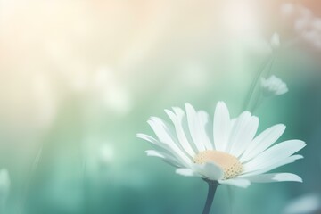 daisy flower background