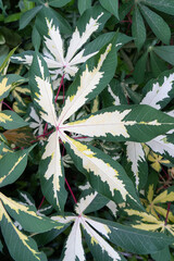 Close up of fresh and vibrant variegated leaves in summer garden. Bright and organic background showcases beauty of nature making ideal image for botanical health or environmental concepts