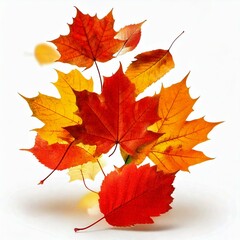 Obraz premium Beautiful bright colorful autumn leaves falling in the air isolated on white background.