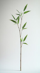Fototapeta premium Elegant bamboo branch with vibrant green leaves on a neutral backdrop, perfect for nature-themed designs.
