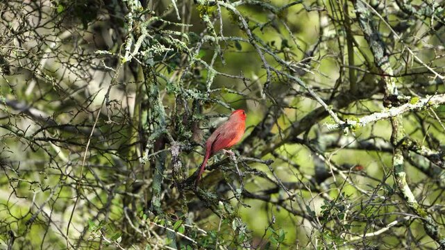 Close-Up: Bright Male Cardinal in Tree - Ambient Audio