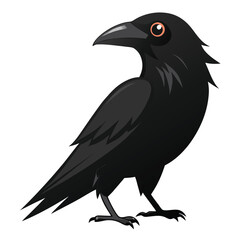 Crow isolated on white background