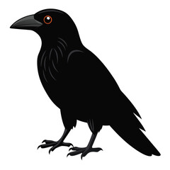 Crow isolated on white background
