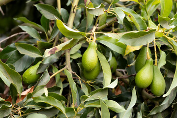 Paltas verdes en el árbol en proceso de maduración