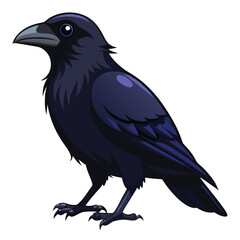 Crow isolated on white background
