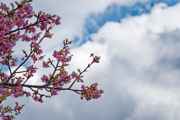 青空をバックに咲く河津桜の並木
