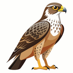 Hawk isolated on white background