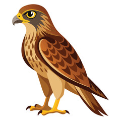 Hawk isolated on white background