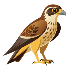 Hawk isolated on white background