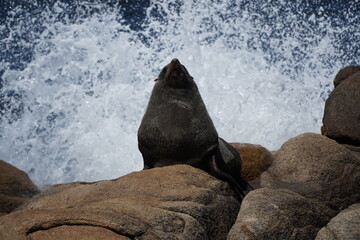 Lobos de mar Cabo Polonio Uruguay