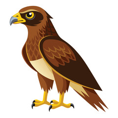 Hawk isolated on white background