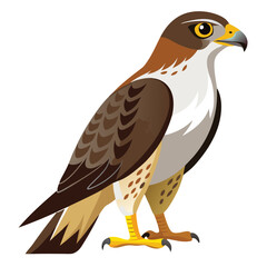 Hawk isolated on white background