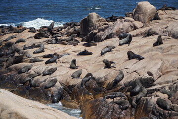 Lobos de mar Cabo Polonio Uruguay
