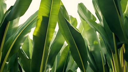 Lush Green Leaves in a Tropical Jungle with Photorealistic Detail